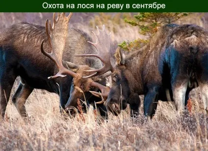 Полювання на лося на реву, на гону, на вабу в сентебре (лося) Полювання на лося на реву, на гону, на вабу в сентебре