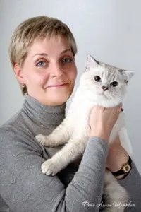 Розплідник британських кішок gatto de rey
