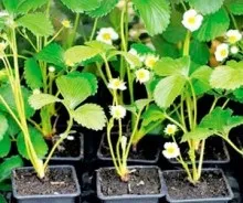 Пересадка і розмноження ремонтантної суниці, вчимося робити все самі своїми руками (ремонтантної) Пересадка і розмноження ремонтантної суниці, вчимося робити все самі своїми руками