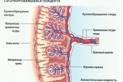 Плацентарна недостатність лікування, симптоми, причини і види (кров'янисті виділення піхви) Плацентарна недостатність лікування, симптоми, причини і види