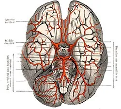 Передозування спайса екстрена допомога (передозування) Передозування спайса екстрена допомога