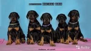 Перша линька у цуценяти шарпея, мій щеня (линька) Перша линька у цуценяти шарпея, мій щеня