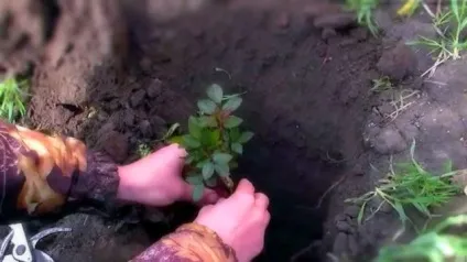 Пересадка троянд у відкритий грунт, троянди, твій сад - клуб садівників