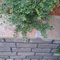 Підпірна стінка ціна пристрою кам'яних, бетонних і дерев'яних (ваші побажання будь-яким) Підпірна стінка ціна пристрою кам'яних, бетонних і дерев'яних