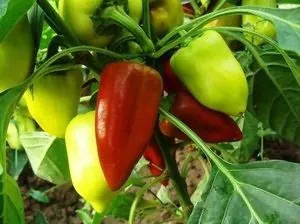 Чому повільно росте розсада помідорів (розсада помідорів росте) Чому повільно росте розсада помідорів