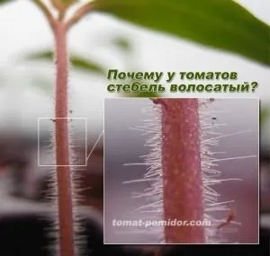 Чому повільно росте розсада помідорів (розсада) Чому повільно росте розсада помідорів