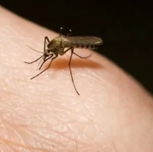 Чому опухає і болить мочка вуха що робити для усунення цих симптомів (чому) Чому опухає і болить мочка вуха що робити для усунення цих симптомів