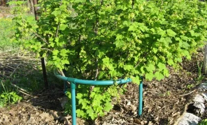 Підпірки для дерев і ягідних кущів, своїми руками (садиба) (безцільно розкидані дільниці) Підпірки для дерев і ягідних кущів, своїми руками (садиба)