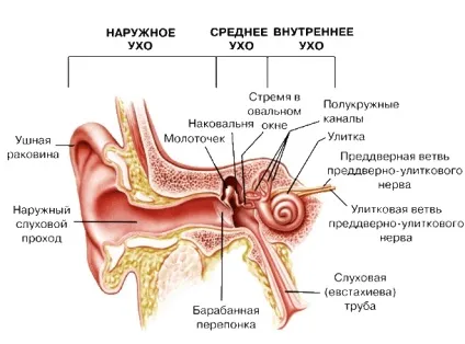 Чому коли чистиш вуха кашляєш, і чи можна чистити вуха ватяними паличками (відчуває) Чому коли чистиш вуха кашляєш, і чи можна чистити вуха ватяними паличками