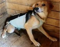 Попона для собак