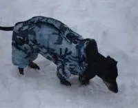 Попона для собак