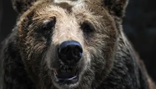 Літній японець відбився від нападу ведмедя за допомогою карате - ріа новини (ведмедя) Літній японець відбився від нападу ведмедя за допомогою карате - ріа новини