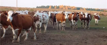 Порода корів червоно-ряба, червоно-строкаті корови, red and white cattle, red and white сows (червоно-строкаті) Порода корів червоно-ряба, червоно-строкаті корови, red and white cattle, red and white сows