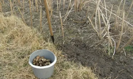 Посадка топінамбура восени - проста методика для хліборобів відео (посадка) Посадка топінамбура восени - проста методика для хліборобів відео