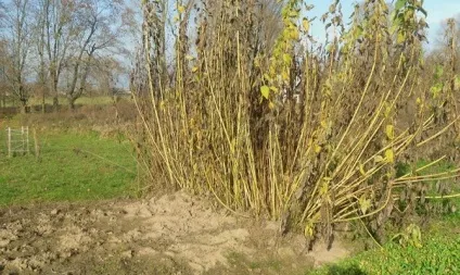 Посадка топінамбура восени - проста методика для хліборобів відео (топінамбура) Посадка топінамбура восени - проста методика для хліборобів відео