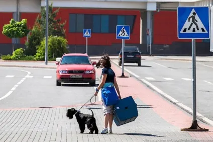 Пізнавально перевезення тварин в літаку (літаку) Пізнавально перевезення тварин в літаку