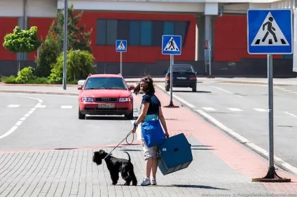 Пізнавально перевезення тварин в літаку, фото новини (фото) Пізнавально перевезення тварин в літаку, фото новини