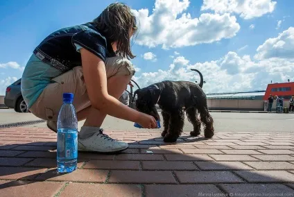 Пізнавально перевезення тварин в літаку (перевезення) Пізнавально перевезення тварин в літаку