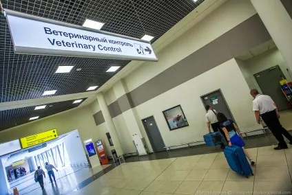 Пізнавально перевезення тварин в літаку, фото новини (тварин) Пізнавально перевезення тварин в літаку, фото новини