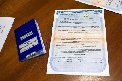 Пізнавально перевезення тварин в літаку (літаку) Пізнавально перевезення тварин в літаку