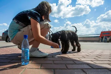 Пізнавально перевезення тварин в літаку, фото новини (фото) Пізнавально перевезення тварин в літаку, фото новини