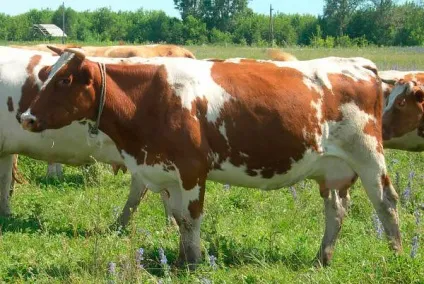Порода корів червоно-ряба, червоно-строкаті корови, red and white cattle, red and white сows (white) Порода корів червоно-ряба, червоно-строкаті корови, red and white cattle, red and white сows