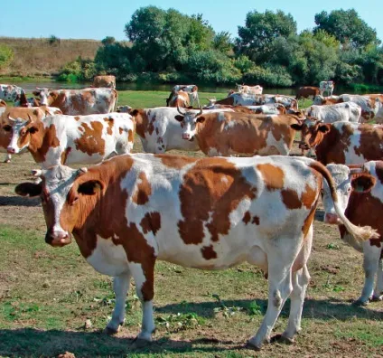 Порода корів червоно-ряба, червоно-строкаті корови, red and white cattle, red and white сows (корів) Порода корів червоно-ряба, червоно-строкаті корови, red and white cattle, red and white сows