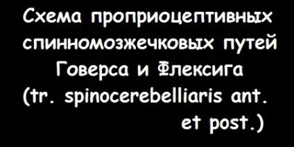 пропріоцептивна чутливість