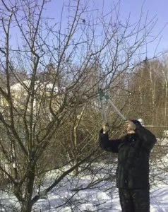 Різновиди обрізки і стрижки дерев