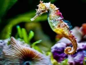 Рідкісні гості морського акваріума - коник і медуза (рідкісні) Рідкісні гості морського акваріума - коник і медуза