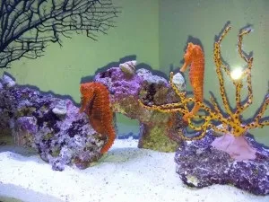 Рідкісні гості морського акваріума - коник і медуза (коник) Рідкісні гості морського акваріума - коник і медуза