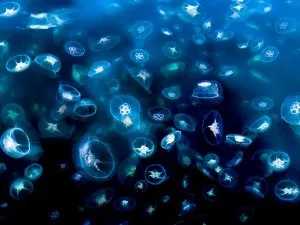 Рідкісні гості морського акваріума - коник і медуза (рідкісні) Рідкісні гості морського акваріума - коник і медуза