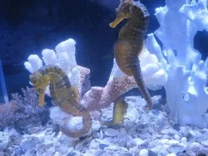 Рідкісні гості морського акваріума - коник і медуза (медуза) Рідкісні гості морського акваріума - коник і медуза