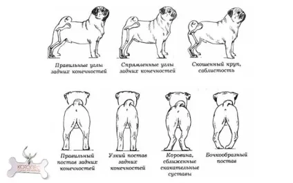 Размет лап у собак причини