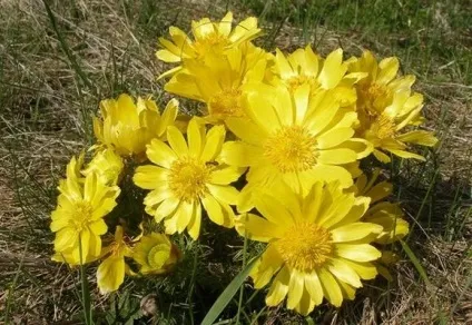 Розмноження і самостійний догляд за адонісом весняним (горицвітом) (догляд) Розмноження і самостійний догляд за адонісом весняним (горицвітом)
