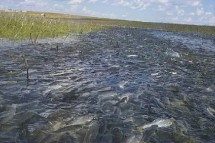 Риба чехонь як і на що її ловити (потрібному горизонті лову) Риба чехонь як і на що її ловити