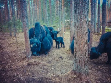 Родина діда морозу