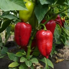 Секрет вирощування перцю, улюблена дача, сад і город