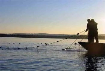 Мережі кастингові види і спосіб лову (види) Мережі кастингові види і спосіб лову