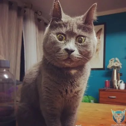 Самий здивований кіт у світі