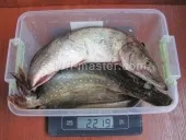 Щука і карась