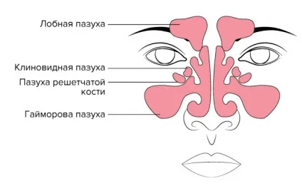 Синус ліфтинг зубів в Москві - ціна, відгуки, фото, відео