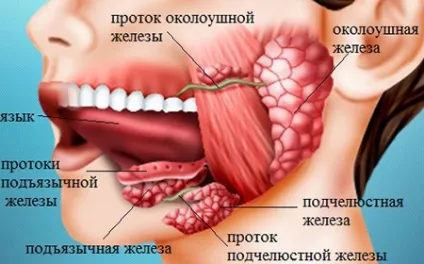 Сіалоаденіт що це таке, симптоми і лікування хронічного запалення привушної залози (лікування) Сіалоаденіт що це таке, симптоми і лікування хронічного запалення привушної залози