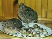 Скільки кубів в складометрів - важливі параметри при розрахунку (параметри) Скільки кубів в складометрів - важливі параметри при розрахунку