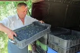 Скільки можна заробити за сезон на зборі чорниці