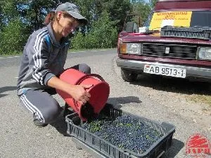 Скільки можна заробити за сезон на зборі чорниці