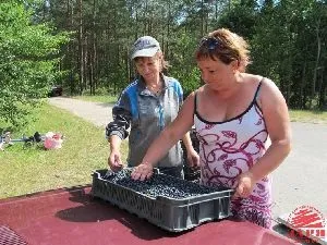 Скільки можна заробити за сезон на зборі чорниці