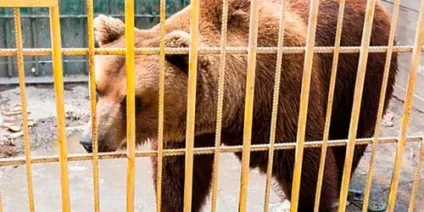Сонник клітина до чого сниться клітка уві сні (сниться) Сонник клітина до чого сниться клітка уві сні
