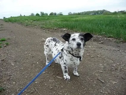 собачий креатив
