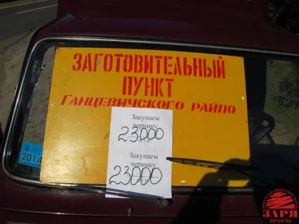 Скільки можна заробити на зборі чорниці новини - зоря - інформаційний портал Брестської області (новини бреста) Скільки можна заробити на зборі чорниці новини - зоря - інформаційний портал Брестської області